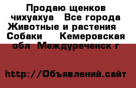 Продаю щенков чихуахуа - Все города Животные и растения » Собаки   . Кемеровская обл.,Междуреченск г.